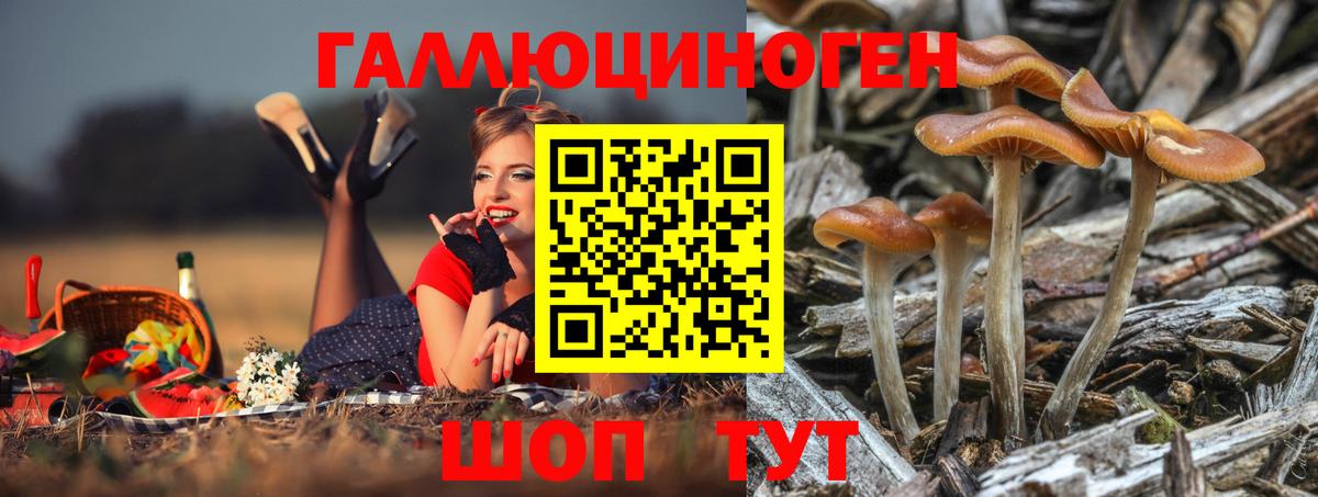 Псилоцибиновые грибы Psilocybe Майский